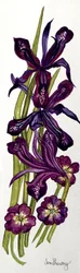 Iris en Primula