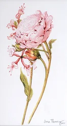 Roze Roos, Abraham Derby met Kamperfoelie, 2008