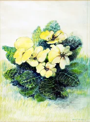 Primula Lichtgeel, 2005