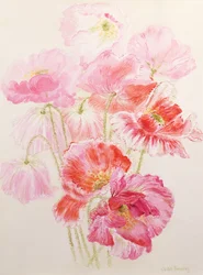 Shirley Klaprozen