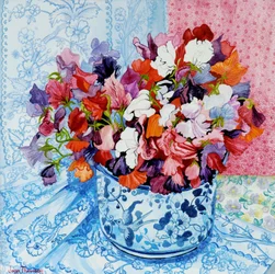 Lathyrus in een blauw-witte pot