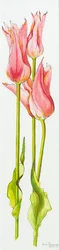 Drie rode lelievormige tulpen