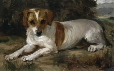HOND