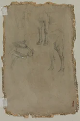 Studies van een stier, 1864