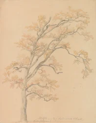 Eiken met herfstbladeren, Milicz