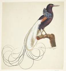 Exotische vogel
