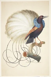 Exotische vogel