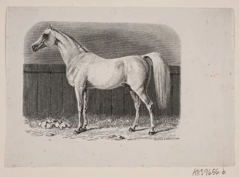 Een paard