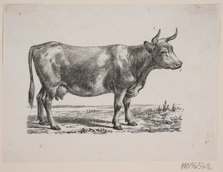 Een koe