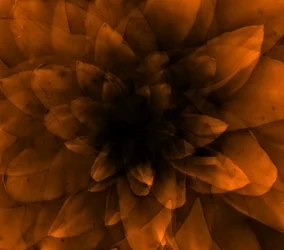 Oranje bloem