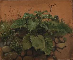 Een klis en andere planten op een stenen muur
