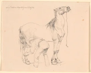 Een paard wordt geborsteld