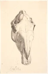 Hertenschedel