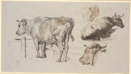 Veestudies. Links de Stier Grev Geert