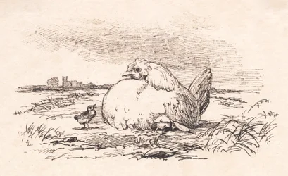 De kuikens