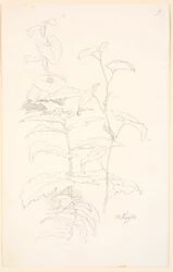 Plantenstudies, waaronder van haagwinde