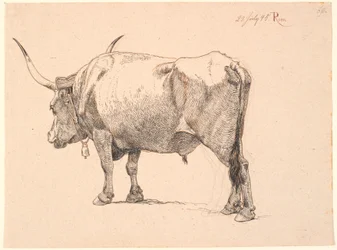 Romeinse stier met bel om de hals, schuin van achteren gezien