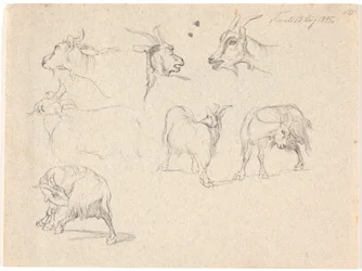 Studies van geiten