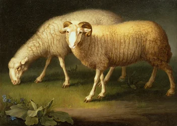 Een Ram en Schapen