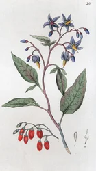 Bitterzoet Solanum dulcamara