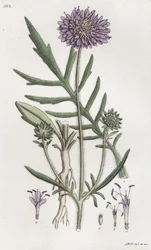 Veldscabiosa Knautia arvensis