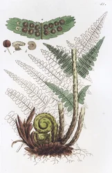 Mannetjesvaren Dryopteris filix-mas, 1804-1811