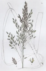 Rietzoetgras Poa aquatica, 1804-1811