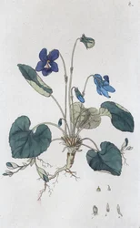 Zoete viooltjes (Viola odorata)