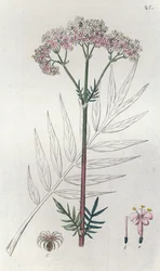 Valeriaan Valeriana officinalis