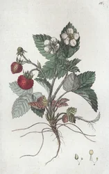 Wilde aardbei Fragaria vesca