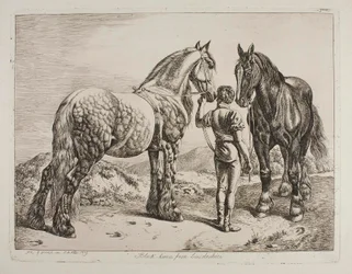 Zwarte paarden uit Lincolnshire