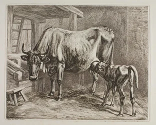 Koe met zuigend kalf