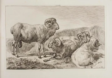Merino-rammen