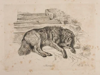 Schweizer, een hond