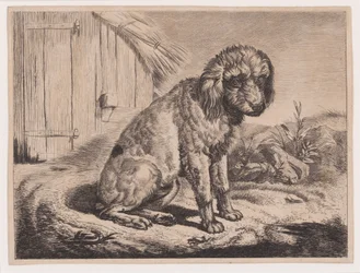Zittende hond