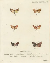 Gestreepte sallow, Tileacea aurago 1-4, en kleimot, Mythimna ferrago 5,6. Handgekleurde kopergravure door Johann Carl Bock naar Eugenius Johann Christoph Esper