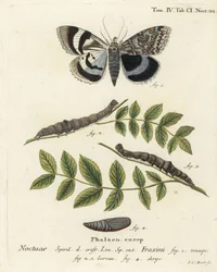 Blauwe ondervleugel mot of Clifden nonpareil, Catocala fraxini. Handgekleurde kopergravure door Johann Carl Bock