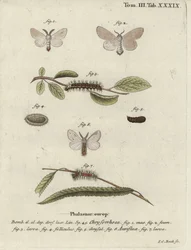 Bastaardsatijnvlinder, Euproctis chrysorrhoea.