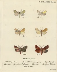 Burren groen, Calamia tridens, wilg, Xanthia icteritia, hoekgestreepte wilg, Enargia paleacea, en dubbele lijn, Mythimna turca. Handgekleurde kopergravure door Johann Carl Bock naar Eugenius Johann Christoph Esper