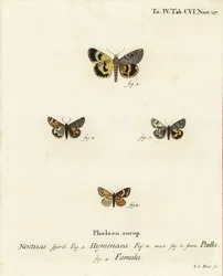 Catocala hymenaea, Amerila puella, en Isturgia famula motten. Handgekleurde kopergravure door Johann Carl Bock naar Eugenius Johann Christoph Esper