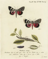 Catocala pacta mot. Handgekleurde kopergravure door Johann Carl Bock