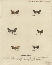 Gewone snelle mot, Korscheltellus lupulina, gouden snelle, Phymatopus hecta, en Pharmacis carna. Handgekleurde kopergravure door Johann Carl Bock naar Eugenius Johann Christoph Esper