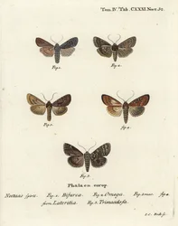 Conformist, Lithophane furcifera, dubbele pijl, Graphiphora augur, zeldzame bruin, Apamea lateritia, en zilveren bogen, Polia hepatica