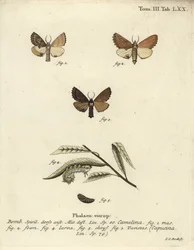 Kokarde prominent, Ptilodon capucinus