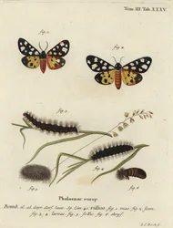 Cream-spot tijgermot, Epicallia villica