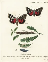 Donker karmozijnrode ondervleugel, Catocala sponsa. Handgekleurde kopergravure door Johann Carl Bock naar Eugenius Johann Christoph Esper