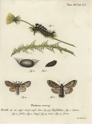 Donkere borstelmot, Dicallomera fascelina