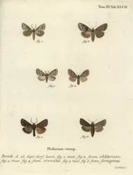 Dingy schelp, donkere gemarmerde bruine en bruine rustieke