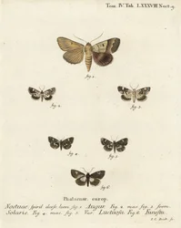 Dubbele pijl of waarzegger, Graphiphora augur 1, bleke schouder, Acontia lucida 2,3, viervlekmot, Tyta luctuosa 4,5, en druïdenmot, Aedia funesta 6. Handgekleurde kopergravure door Johann Carl Bock naar Eugenius Johann Christoph Esper
