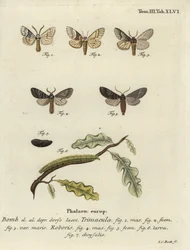 Drymonia dodonaea mot